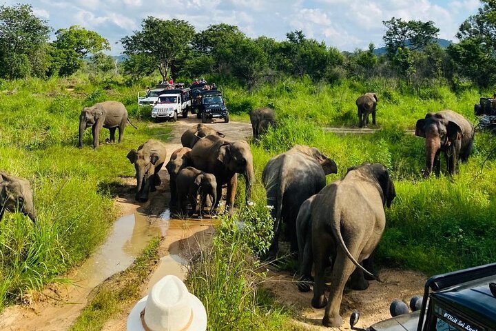Polonnaruwa & Minneriya – (Safari)